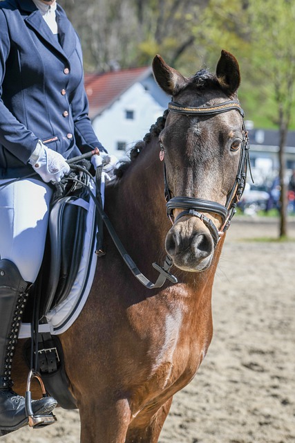 则而遭到欧 则而遭到欧